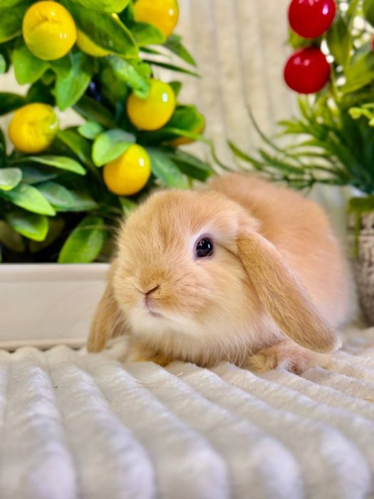 Karlik Baran Gold.Quyon bolasi. DEKORATIV KARLIK BARAN