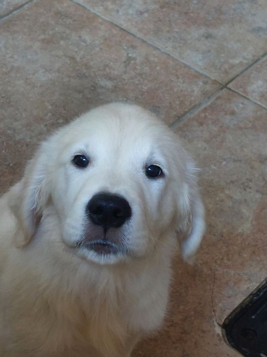 Vand  mascul golden retriever
