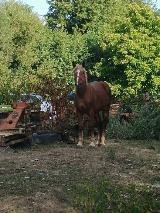 Vand manze semigreu românesc