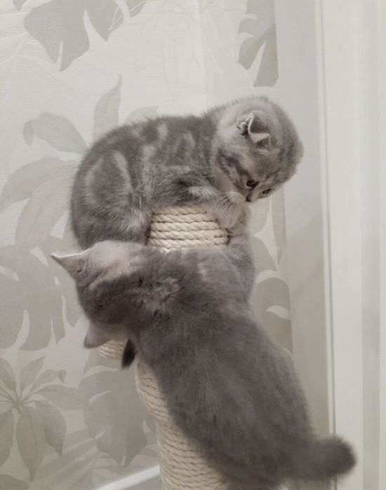 Вислоухие Шотландские котята