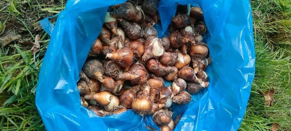 Bulbi narcise galbene