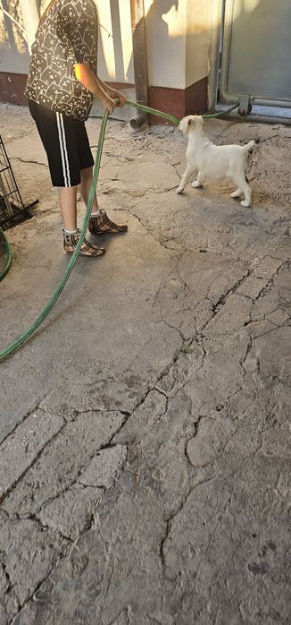 Продаётся алабай девочка