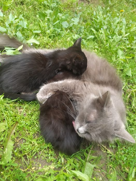отдам котят в хорошие руки
