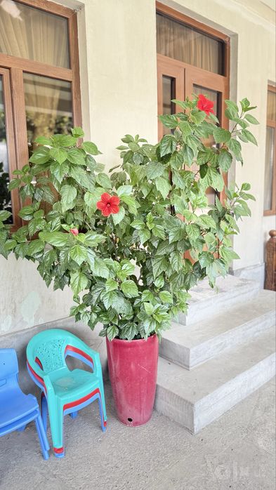 Kitaysky roza sotiladi kotta gul