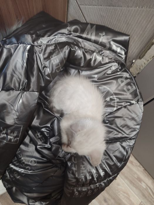 Отдам котят в добрые руки