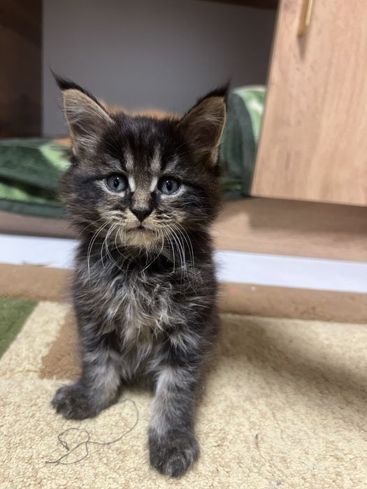 Котята мейн кун