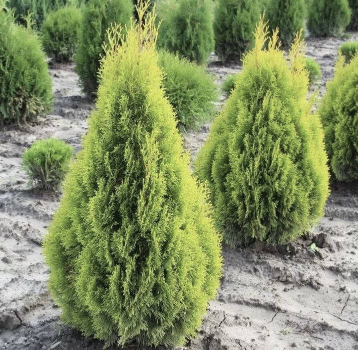 Саженцы Шымкент декоративных видов