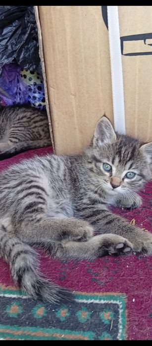 Котята крыселовы