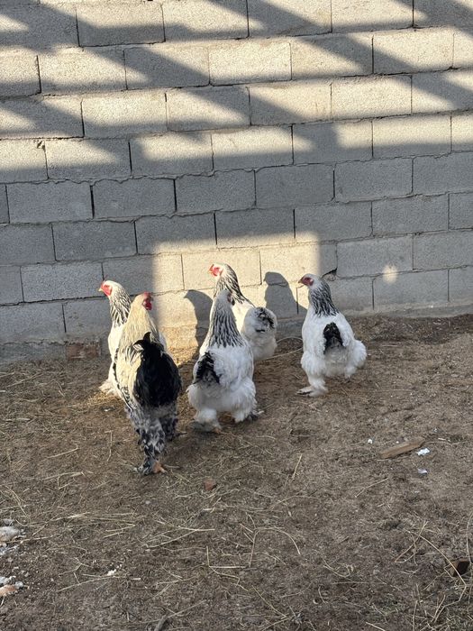 Продам курей светлый брама