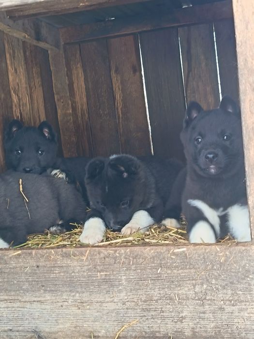 Лайка русско европейская