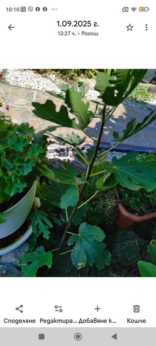 Разсад смокини-фиданки, авокадо, фурми