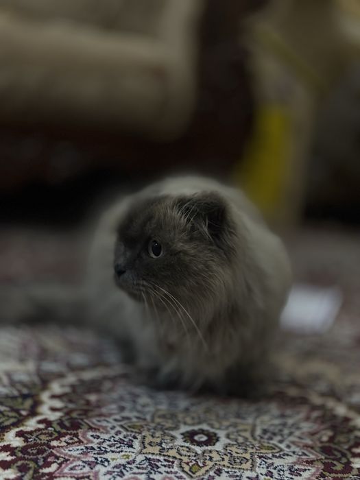 Кошка скоттиш фолд