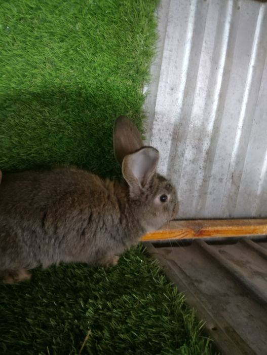 Крольчата фландер.