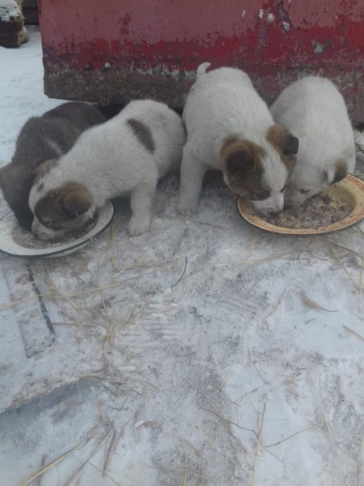 Большой выбор щенят,доставка