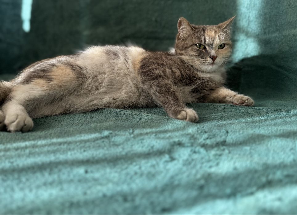 Отдадим кошечек в добрые руки