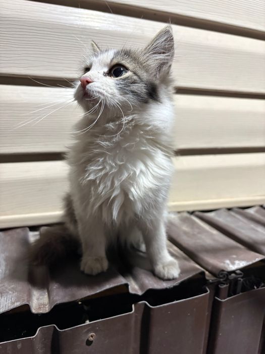 Отдам котят мальчиков