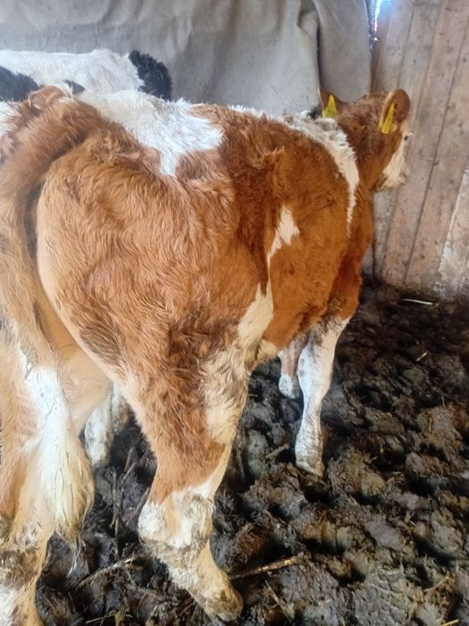 Vând 3 tăurași un belgian si doi bălțați