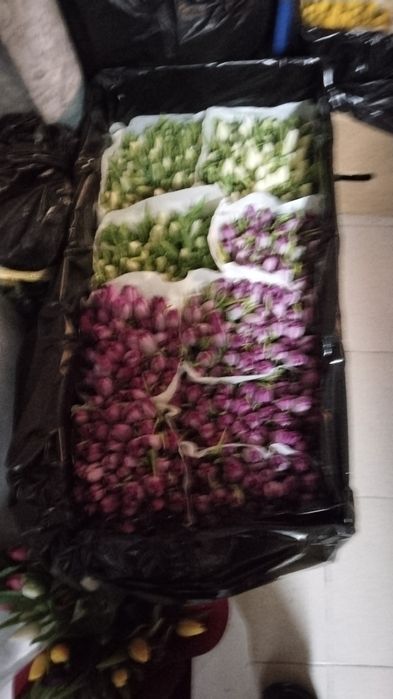 Тюльпан Голландия.