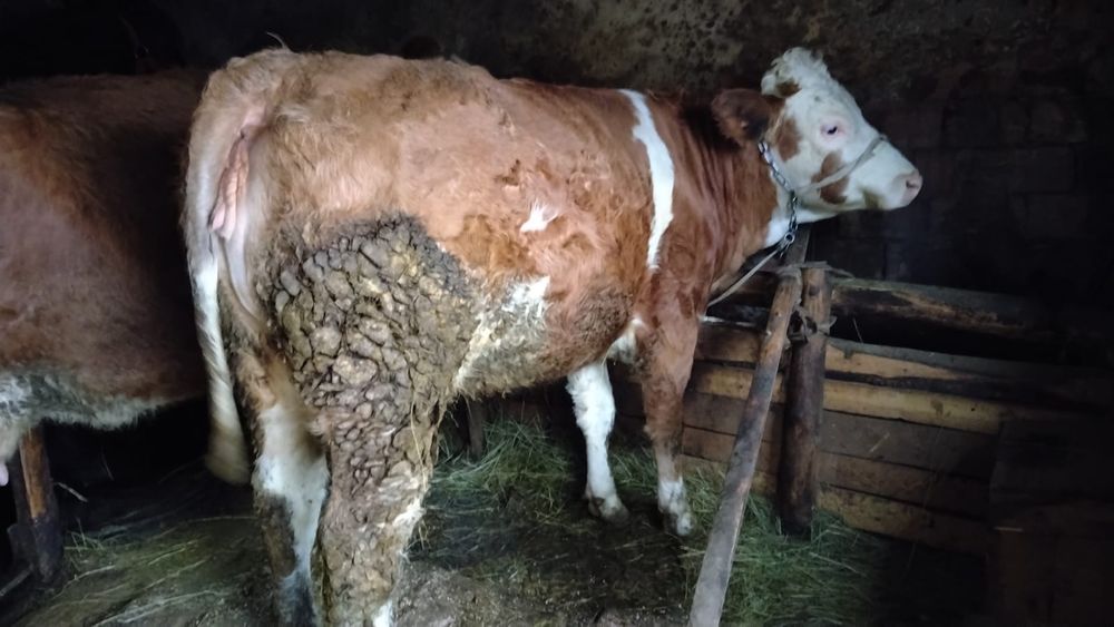 Junincă de vânzare