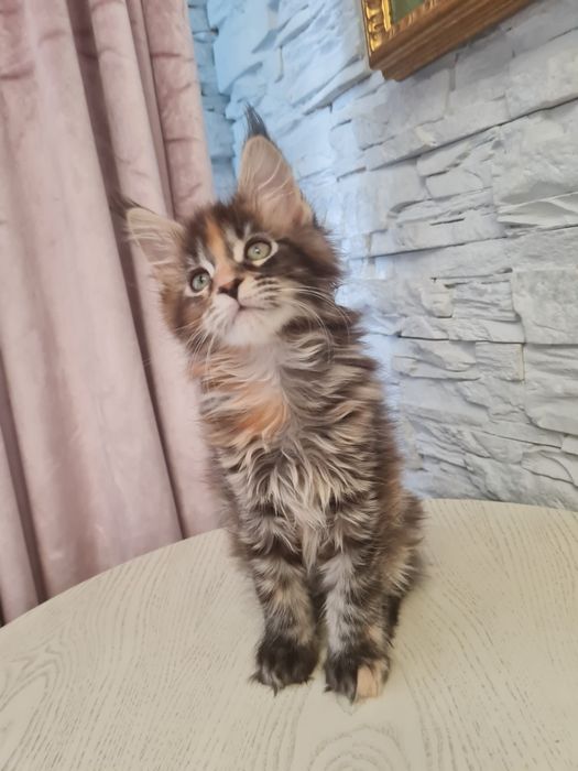 Мейн-кун котята чистопородные