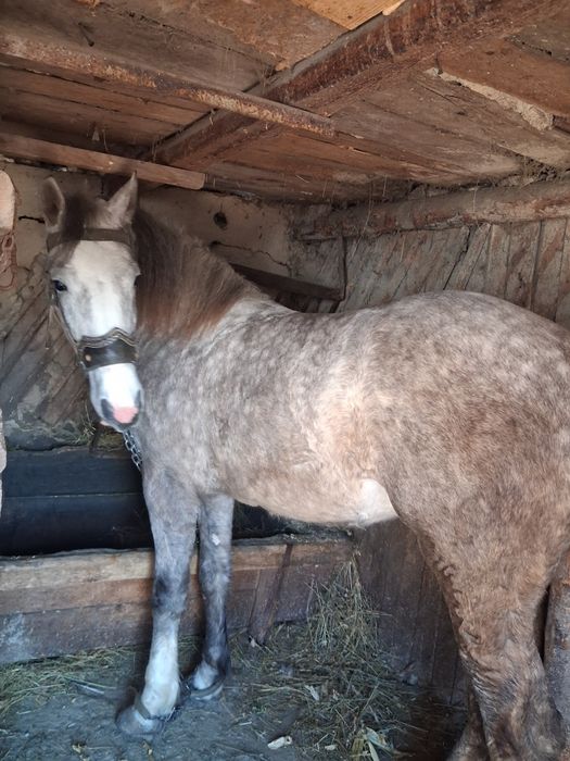 Mânză de vânzare de un an și 10 luni