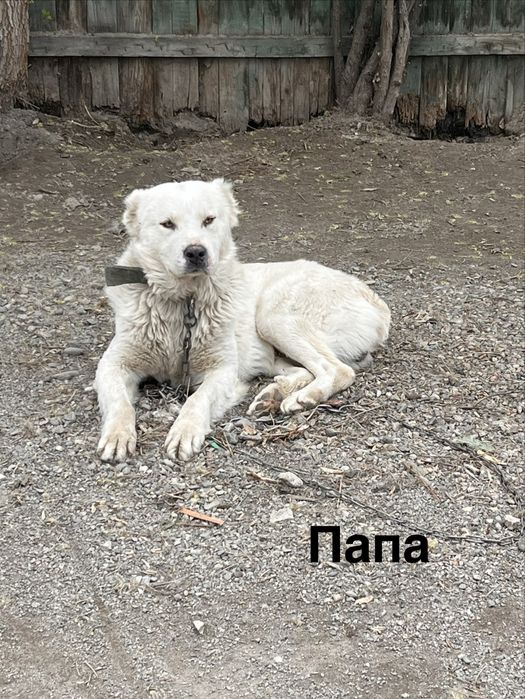 Щенята белые (отдам в добрые руки)