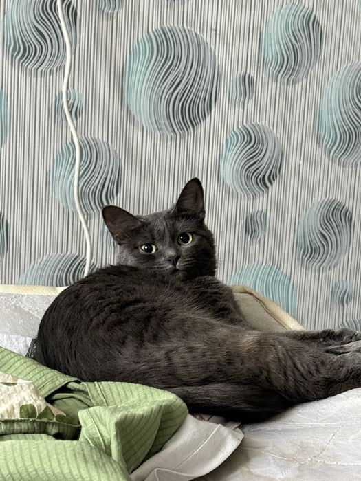 Кошечка ищет дом