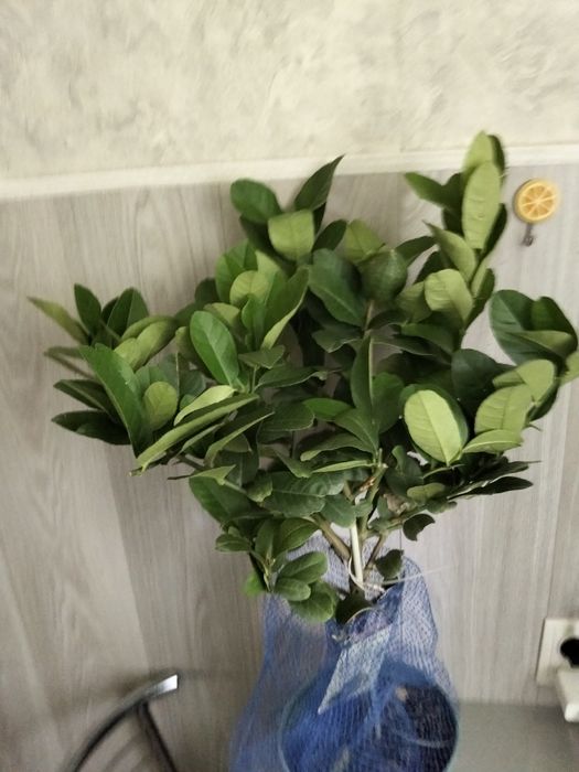 Продам дерево лимона