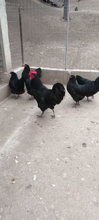 Vand oua de australorp negru