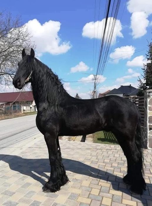 Manza frizian sport!