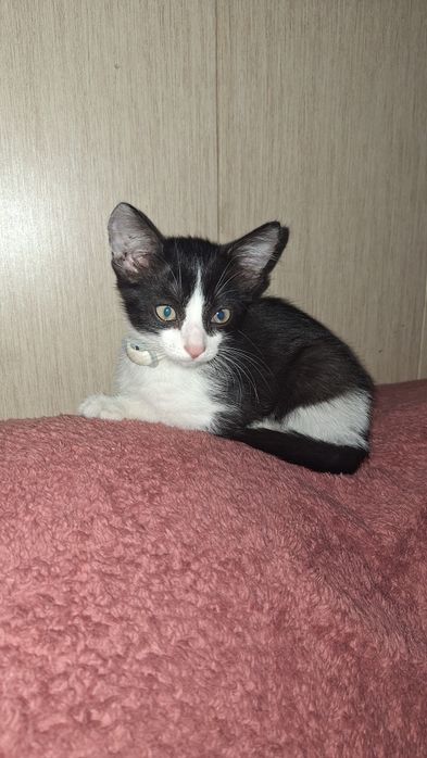 Котик в добрые руки