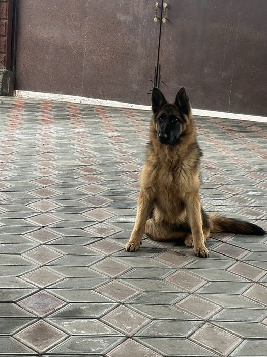 Проодам немецкую овчарку