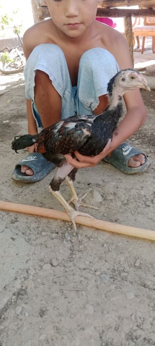 Дакан шөжелер бойцовые цыплят