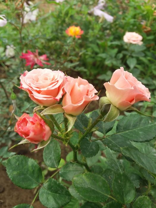 Розы для Вашего сада