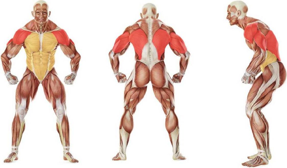 Impulse IFP1206
Баттерфляй в положении стоя Batterfley trenajori