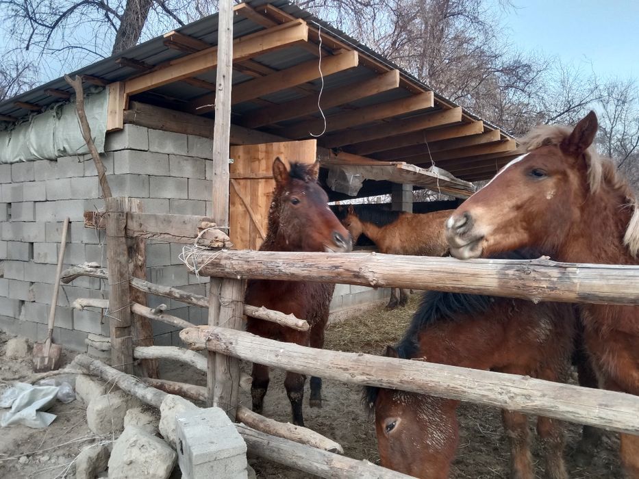 5байтал 3жабагы сау