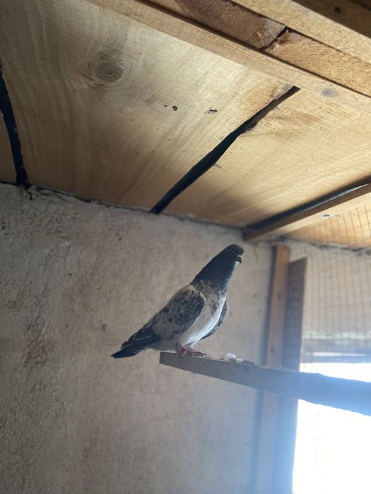 Продам пакестанский  голубя