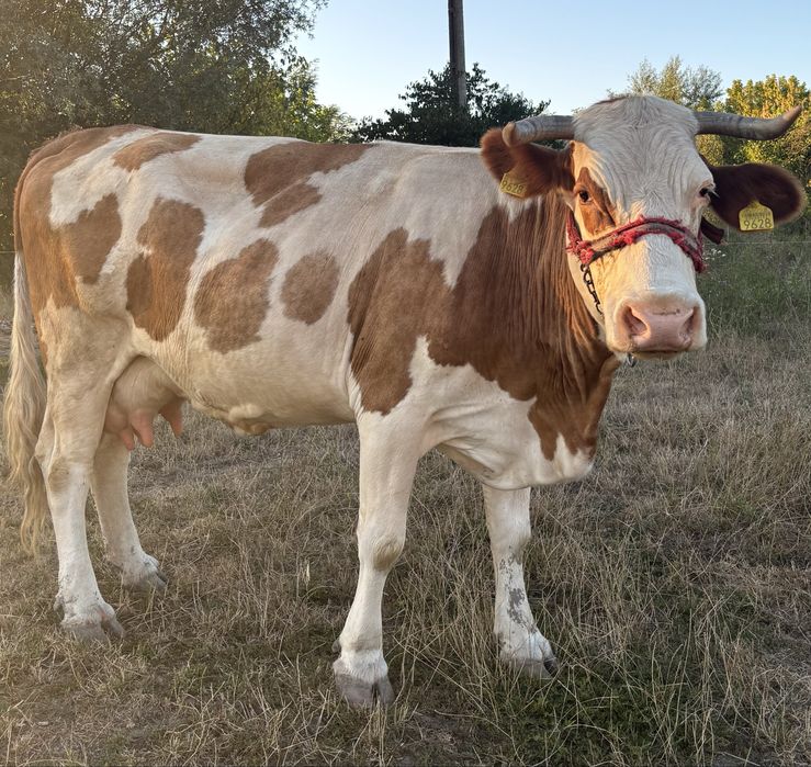 Vând vaca cuminte
