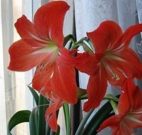 Фотографии ЛУКОВИЧНЫЕ ПОХОЖИ НА ЛИЛИИ