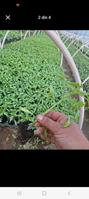 Producator, vand rasaduri