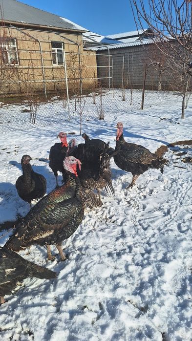 Продаю индюков самец