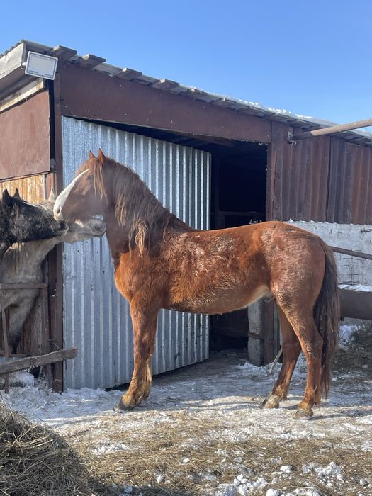 Продам жеребца на племя 8 лет