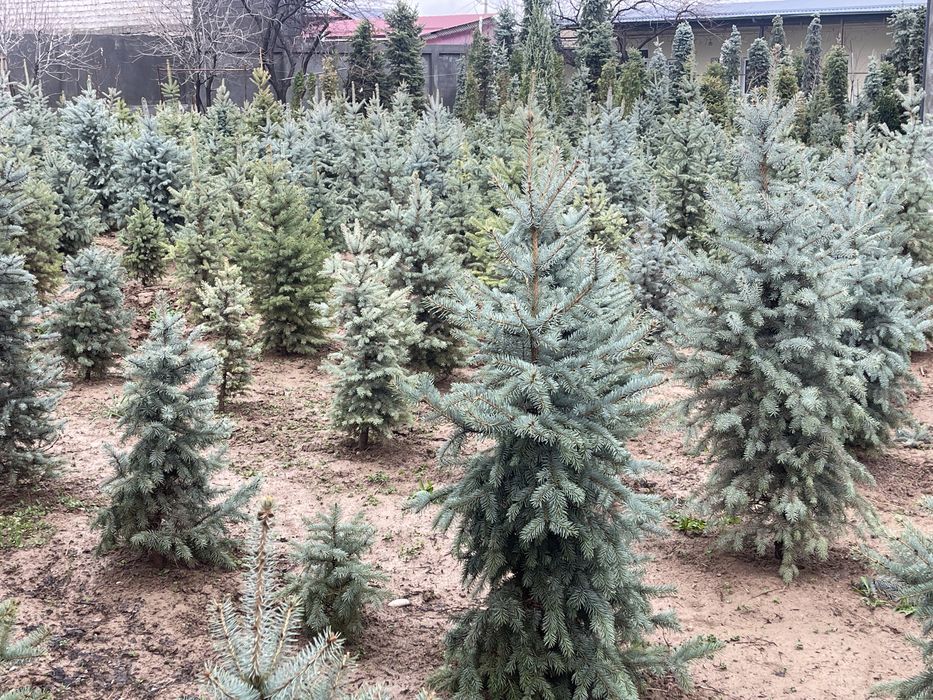 Голубая ель Archa goluboy moviy pitomnikdan 0.5 metrdan 6 metrgacha