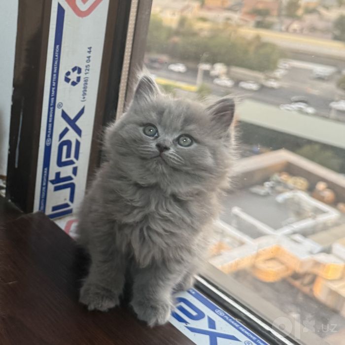 Британские котята чистокровные