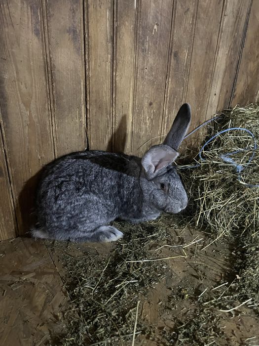 Pereche Urias German Chinchilla 6 luni