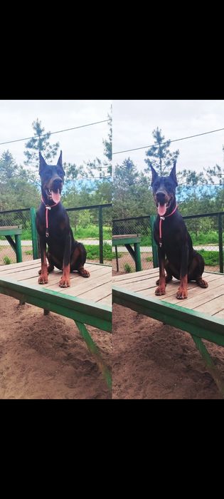 Кобель добермана, вязка