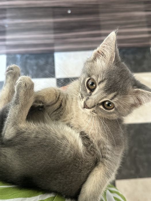 Скоттиш страйт котята