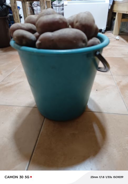 Картошка  дачная