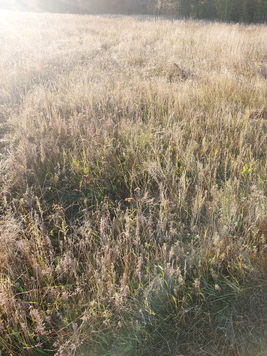 Пастбище 1900 га