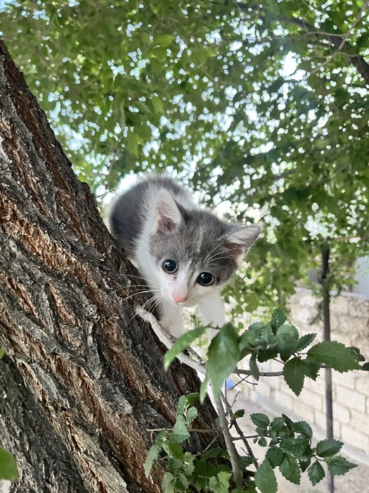Ищем дом для котёнка. Девочка 3 месяца.